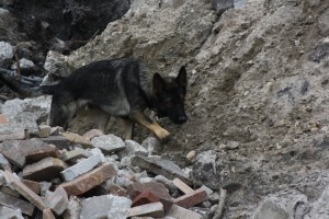 Sarasota Animal Hospital - Sarasota Veterinarian - Niko - Sarasota Canine Search and Rescue Team